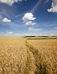 Image showing footpath in the field  