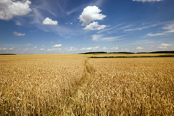 Image showing footpath in the field  