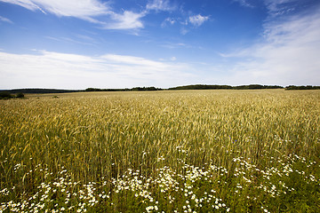 Image showing gold rye  