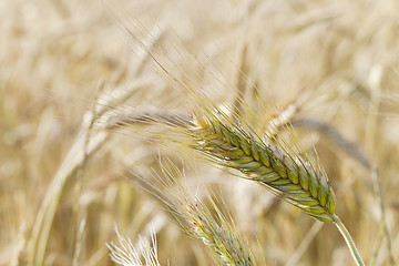 Image showing ripened cereals  