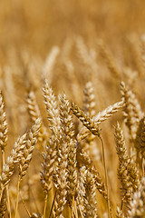 Image showing cereals  