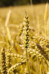 Image showing ripened cereals  