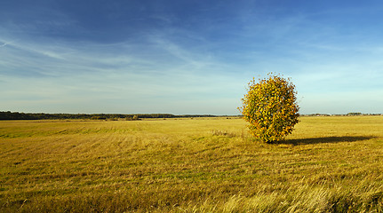 Image showing tree in the field  