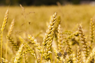 Image showing ripened cereals 