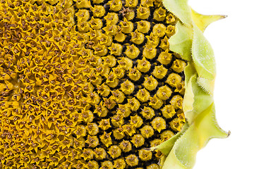 Image showing sunflower  