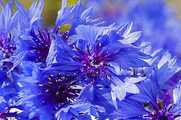 Image showing cornflower  