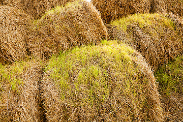 Image showing the sprouted wheat  