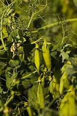 Image showing peas sprouts  