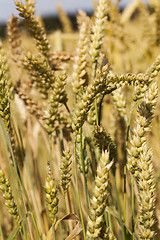 Image showing ripened cereals  