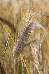 Image showing ripened cereals 