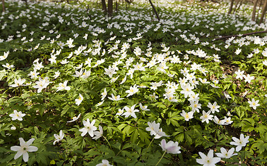 Image showing spring flowers 