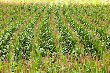 Image showing corn field  