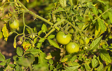 Image showing green tomato  