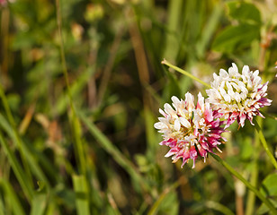 Image showing clover flowers  