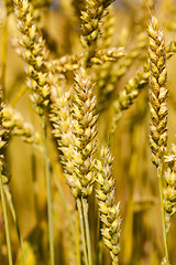 Image showing ripened cereals 