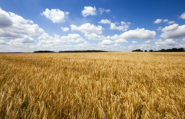 Image showing wheat field  