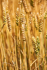 Image showing ripened cereals  