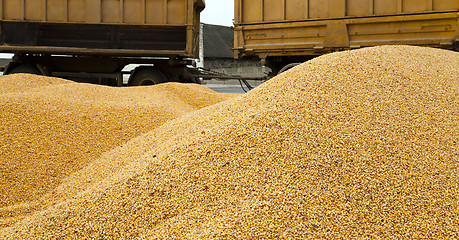 Image showing heap corn 