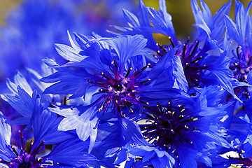 Image showing cornflower  