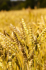 Image showing mature cereals  