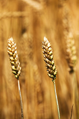 Image showing rye ear  