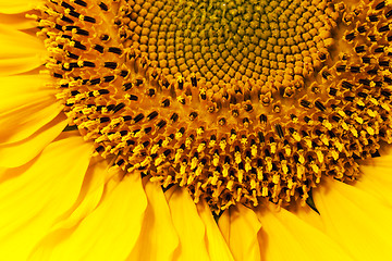 Image showing sunflower  