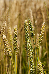 Image showing cereals  