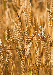 Image showing ripened cereals 