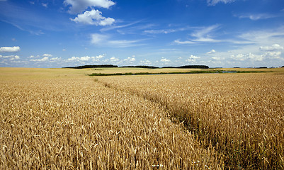 Image showing footpath in the field 