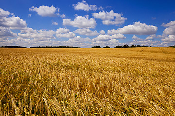 Image showing wheat field  