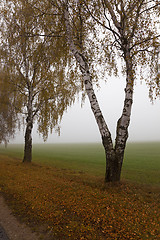 Image showing the autumn road 