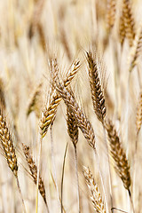 Image showing ripened cereals  