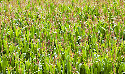 Image showing corn field  