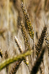 Image showing ripened cereals  