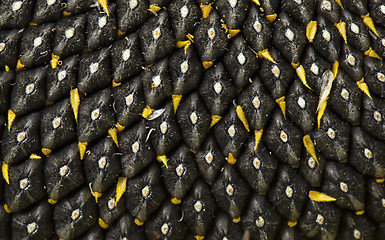 Image showing sunflower seeds 