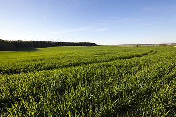 Image showing unripe cereals  