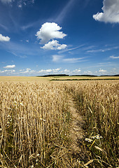 Image showing footpath in the field  