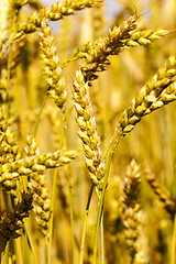 Image showing ripened cereals  