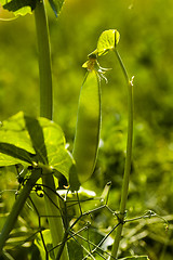 Image showing peas sprouts  