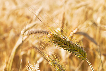 Image showing mature cereals  