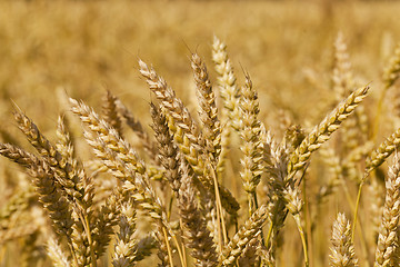 Image showing cereals  