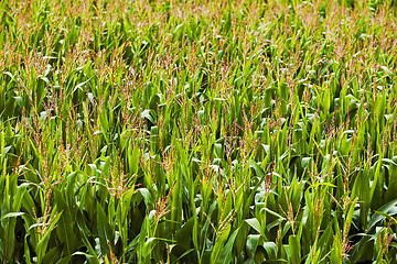 Image showing green corn  