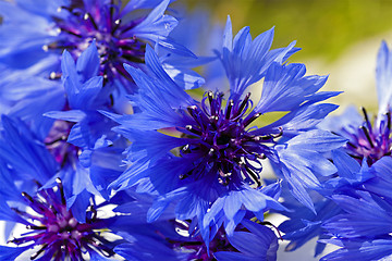 Image showing cornflower  