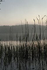 Image showing canes. bog 