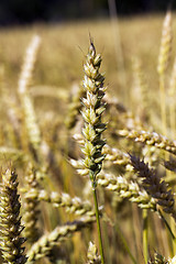 Image showing ripened cereals 