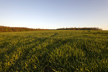 Image showing agriculture  