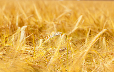 Image showing mature cereals  