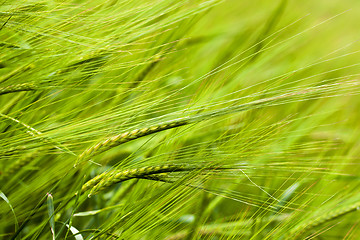 Image showing green wheat  