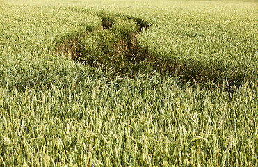 Image showing agricultural field  