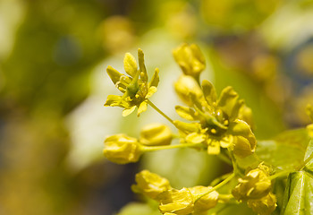 Image showing maple flower  